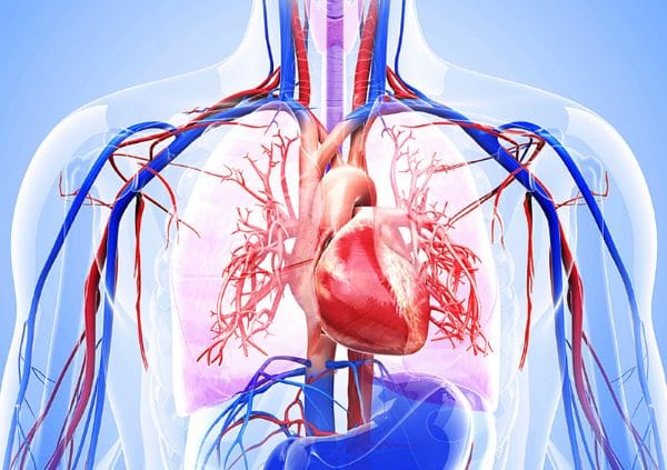 Ảnh hưởng đến hệ tuần hoàn
