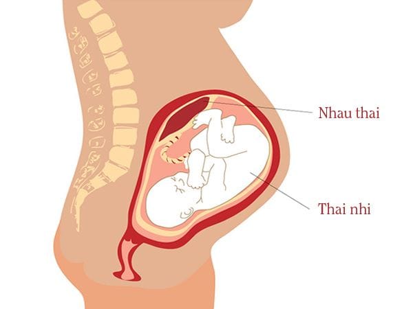 Qua nhau thai và qua sữa mẹ